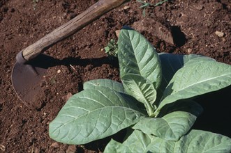 DOMINICAN REPUBLIC, Agriculture, Tobacco plant and hoe.