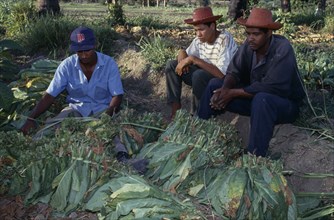 DOMINICAN REPUBLIC, Agriculture, Tobacco plantation workers taking break.