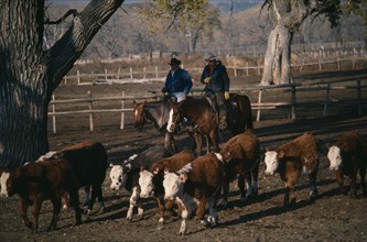 USA, Wyoming, Agriculture, Two cowboys on horses herding young cattle steers on ranch.