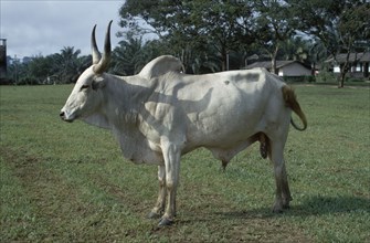 NIGERIA, Agriculture, White longhorn bull.