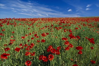 ENGLAND, East Sussex, South Downs, A rich red poppy field display by Balmer Huff