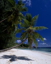 SEYCHELLES, La Digue, View across sandy beach lined with overhanging palm trees towards turquoise