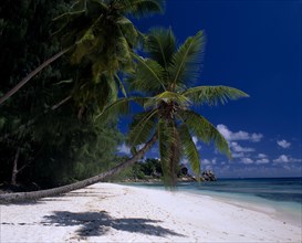SEYCHELLES, La Digue, View across white sandy beach lined with overhanging palm trees towards