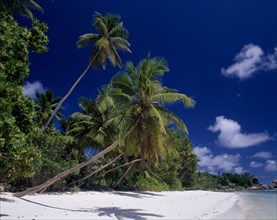 SEYCHELLES, La Digue, Anse Severe, View along white sandy beach lined with overhanging palm trees