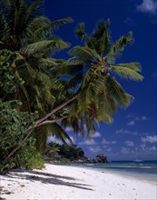 SEYCHELLES, La Digue, Anse Severe, View across sandy beach lined with overhanging palm trees