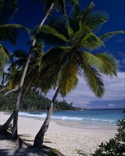 SEYCHELLES, Mahe, View through palm trees towards sandy beach and turquoise sea