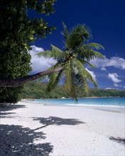 SEYCHELLES, Praslin, Anse Lazio, View across white sandy beach with an overhanging palmtree towards