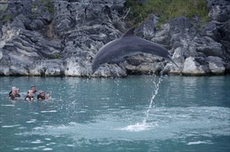 BERMUDA, Southampton, Dolphin Quest. Captive Dolpin performing tricks above water with tourists in
