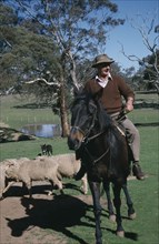 AUSTRALIA, New South Wales, Canberra, Man on horse herding sheep