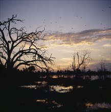 BOTSWANA, Okavango Delta, Dead Tree Island, Trees in silhouette at sunset with Pratincoles fyling