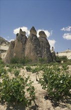 TURKEY, Cappadocia, Zilve, Fairy Chimneys formed from volcanic rock with vines growing in