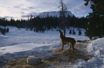 USA, Wyoming, Wind River Range. Lava Mountain. Alaskan Huskies tied up on snow for an overnight