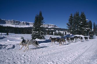 USA, Wyoming, Dubois, Brooks Lake Lodge. Dogsledding with Alaskan Huskies