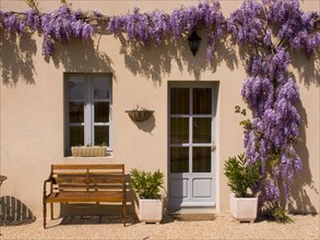 FRANCE, Deux Sevres Region, Poitiers, Wisteria frames the front door and window of this picturesque