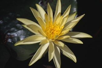 PLANTS, Flower, Water, Yellow Water Lilly flower