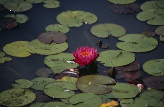 PLANTS, Flower, Water, Pink Water Lilly