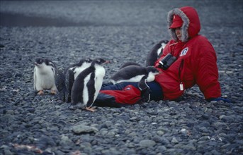 ANTARCTICA, Greenwich Island, Yankee Harbour, Tourist sat on ground with young Gentoo Penguins next