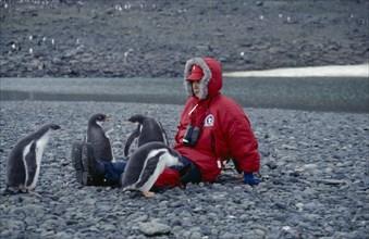 ANTARCTICA, Greenwich Island, Yankee Harbour, Tourist sat on ground with young Gentoo Penguins