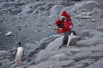 ANTARCTICA, Peninsula Region, Goudier Island, Port Lockroy. Tourist photographing Gentoo Penguin on