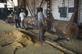 IVORY COAST, San Pédro, Timber industry.  Saw mill interior and workers with felled tree and