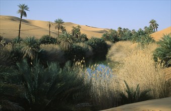 LIBYA, Um el Maa Oasis, Oasis pool and lush vegetation with sand dunes beyond.