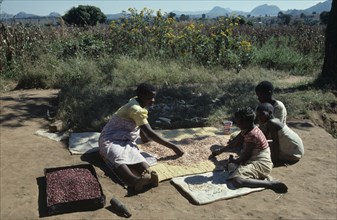 MALAWI, Dedza District, Refugees, Woman and children sorting drying beans in Mozambican refugee