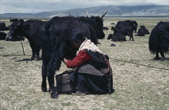 TIBET, Agriculture, Tibetan nomad woman milking a yak on the high grasslands.