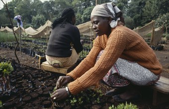 KENYA, Meru, Women planting seedlings in tree nursery.
