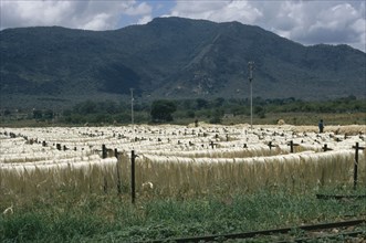 KENYA, Agriculture, Jute fibres drying on lengths of wire.
