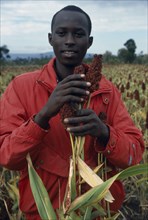 KENYA, Agriculture, Man harvesting sorgham.