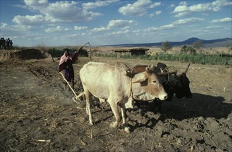 KENYA, Agriculture, Burji tribesman ploughing with pair of oxen.