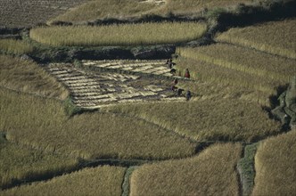 BHUTAN, Paro, Harvesting rice in terraced fields.