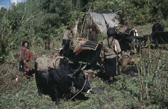 BHUTAN, Merag Sakteng, Forest halt for family and yak herd retreating from upland pastures.