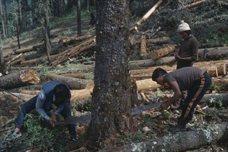 BHUTAN, Industry, Men felling timber using two man hand saw.