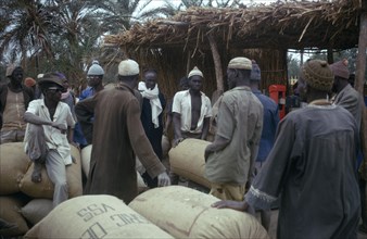GAMBIA, Markets, Farmers at a groundnut buying station.