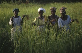 GAMBIA, Agriculture, Women working in rice paddy fields.