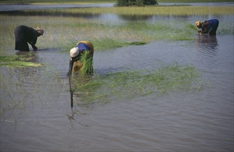 GAMBIA, Agriculture, Women replanting rice in paddy fields.