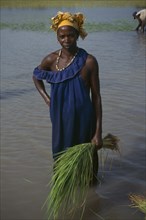 GAMBIA, Agriculture, Woman replanting rice in paddy field.