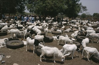 GAMBIA, Agriculture, Livestock market with goats and cattle tethered to old car tyres containing
