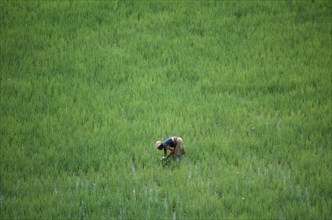 MADAGASCAR, Farming, Woman working in rice paddy near Antananarivo.
