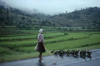 MADAGASCAR, Farming, Woman taking ducks to market along road beside terraced agricultural land.