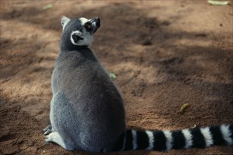 MADAGASCAR, Animal, Ring-tailed lemur. Lemur catta .
