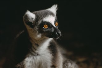 MADAGASCAR, Berenty Reserve, Head shot of adult ring-tailed lemur. Lemur catta.