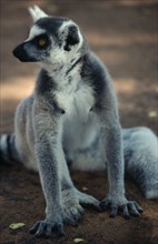 MADAGASCAR, Berenty Reserve, Single adult ring-tailed lemur. Lemur catta.
