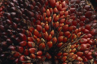 CAMEROON, Agriculture, Close up of oil palm fruit Elaeis guineensis showing individual nuts.