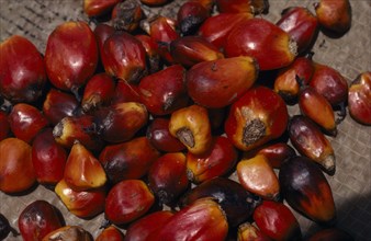 GABON, Agriculture, Close up of oil palm fruit Elaeis guineensis showing individual nuts.