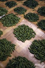 MAURITIUS, Port Louis, Green chillies for sale in historic market in operation since 1828.
