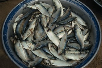GHANA, Bosva Beach, Bowl of freshly caught sardines.