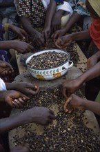 GHANA, Industry, Cropped view of women’s group near Accra sorting palm nuts to make palm nut oil.