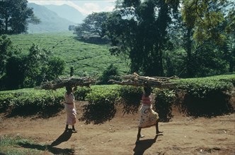 MALAWI, Work, Tea plantations near Muloza with women carrying bundles of firewood on their heads in